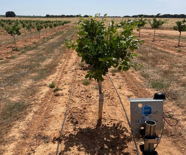 Elaisian Camera View Pistacho